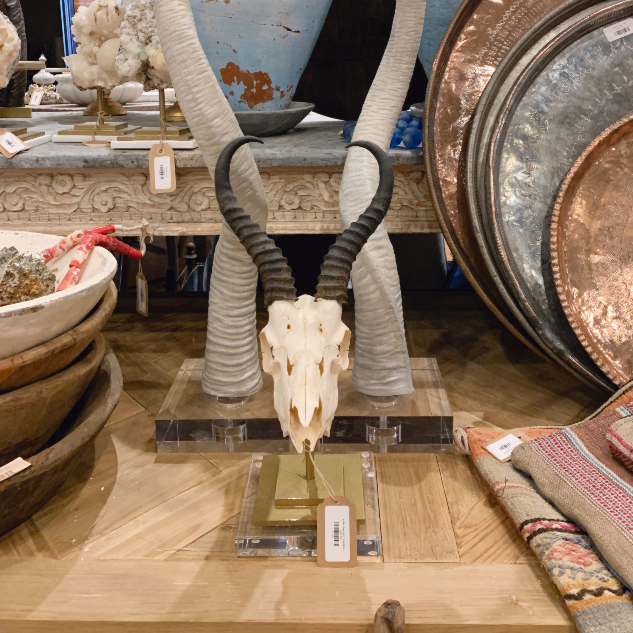 Antler- Mounted Springbok