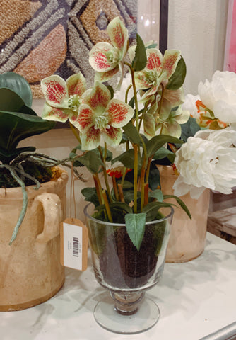 Hellebore