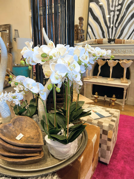Orchid 30'