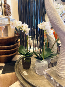 Orchid 17'