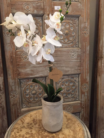 White Orchids