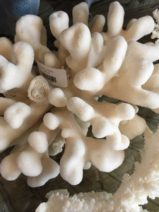 Coral- Catspaw