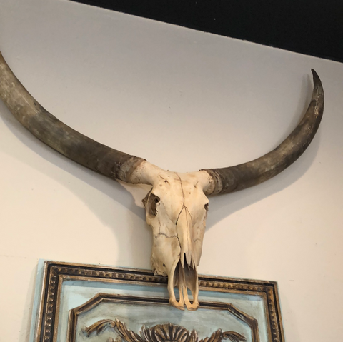 Ankole Watusi Horn