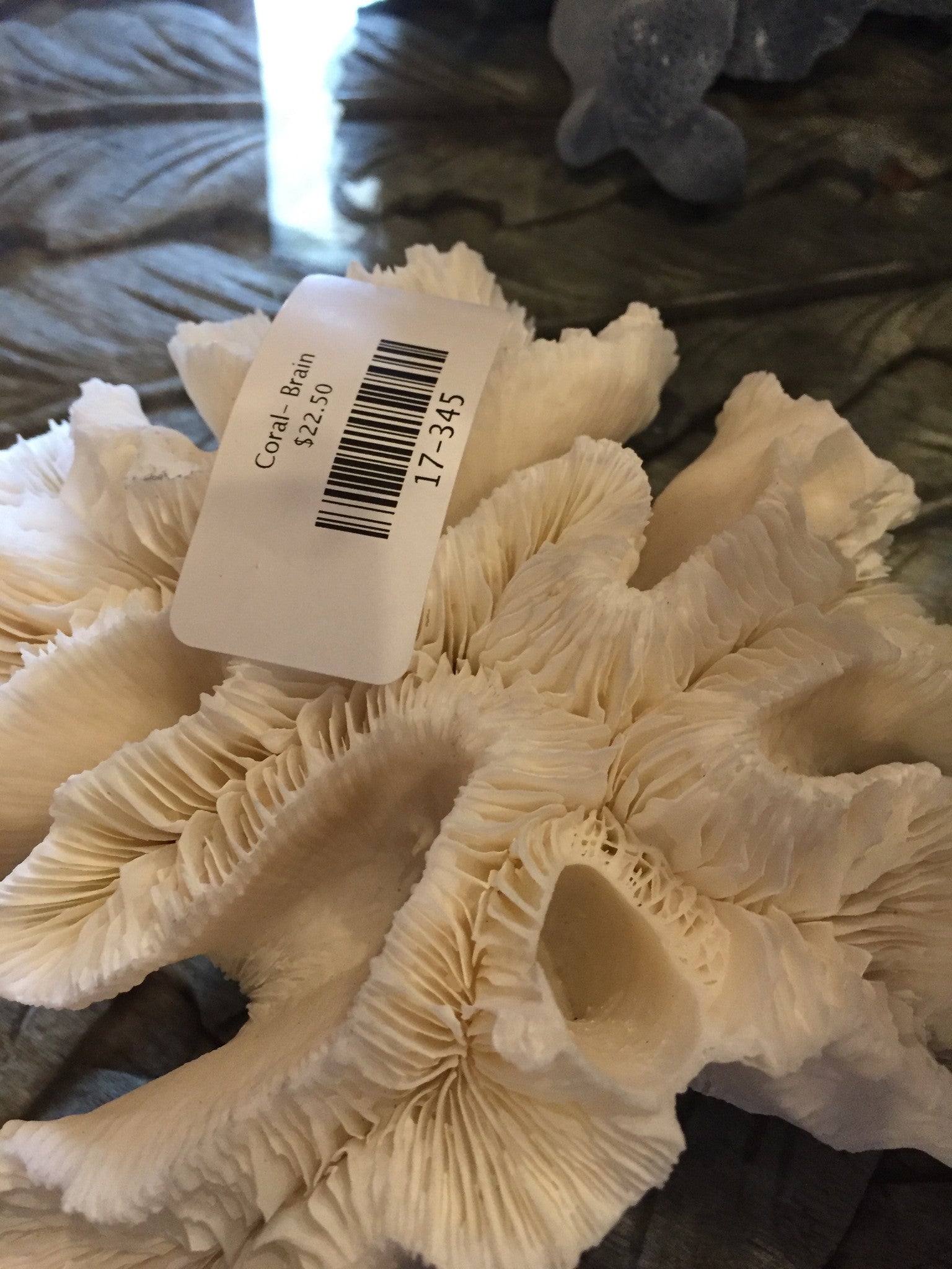 Coral- Brain