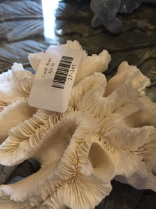 Coral- Brain