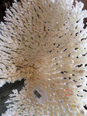 Coral - Barnacle