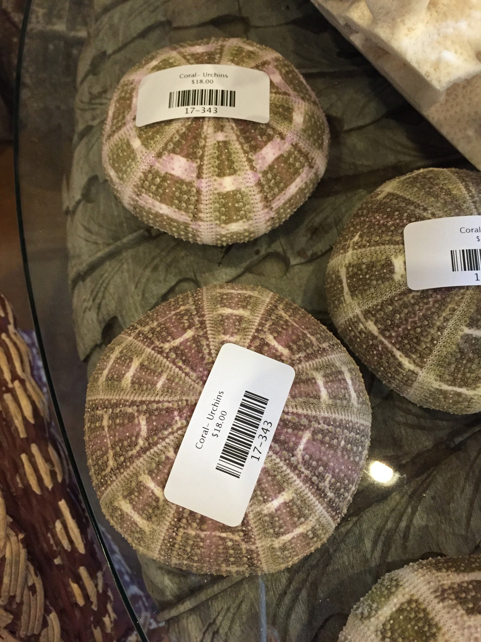 Coral- Urchins
