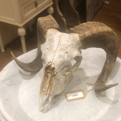 Ram Skull-small