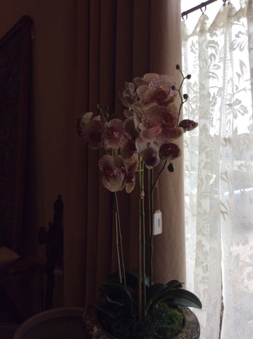 Orchid 32" Burgundy spotted