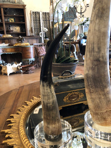 Steer Horn on acrylic base medium