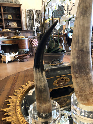 Steer Horn on acrylic base medium