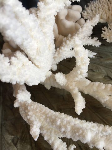 Coral Stag