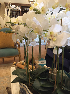 White Orchid 30" only